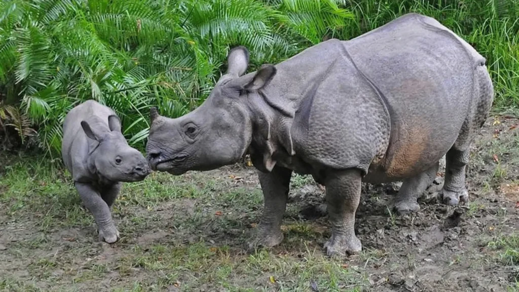 Where Can You Spot One-Horned Rhinos in Chitwan National Park?