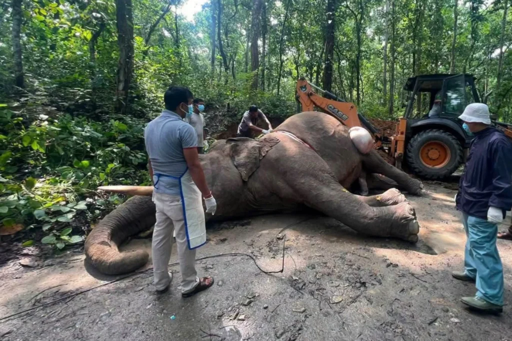 Death of Ronaldo Elephant