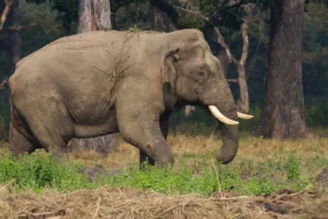 How Did Ronaldo Become an Elephant’s Name in Nepal