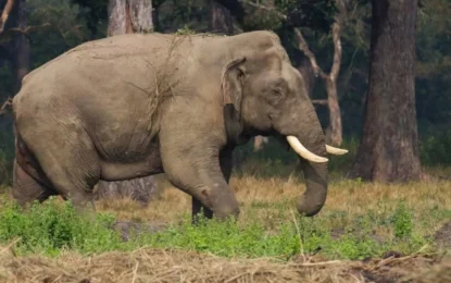 How Did Ronaldo Become an Elephant’s Name in Nepal?