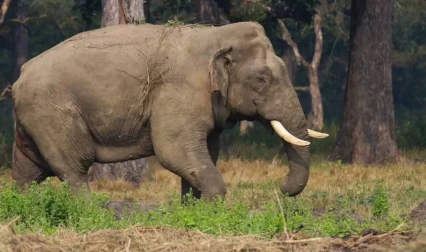 How Did Ronaldo Become an Elephant’s Name in Nepal?