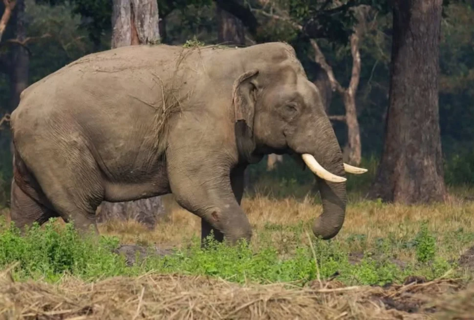 How Did Ronaldo Become an Elephant’s Name in Nepal