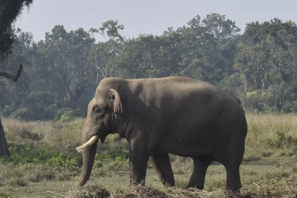 Ronaldo the elephant