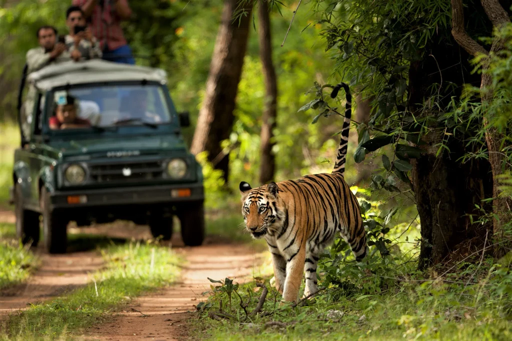 Jeep safari in Chitwan National Park